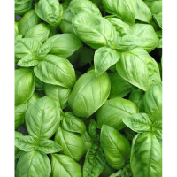 Huile D'olive Au Basilic Bio